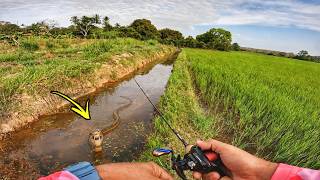 ULAR BESAR & IKAN BESAR di Dalam Sebatang Tali Air!!