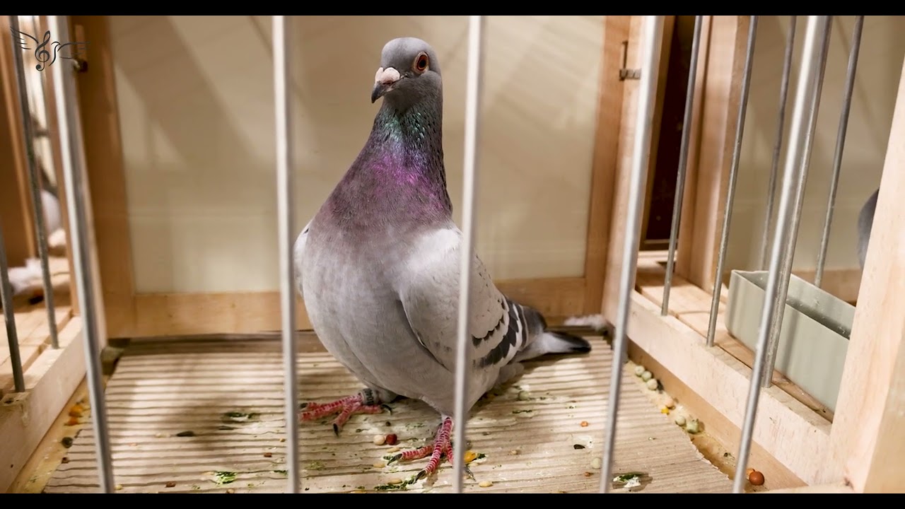 Netherlands: Best Pigeons in the World | IBA 2026 | PigeonSongs (NL)