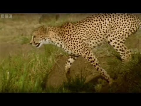 Adorable Cheetah Brothers Learn To Cross Water | Fast Track to Freedom | BBC Earth