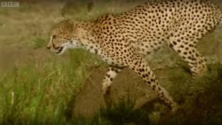 Adorable Cheetah Brothers Learn To Cross Water Fast Track To Freedom Bbc Earth