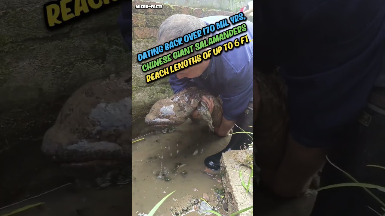 monstrous chinese giant salamander microfacts