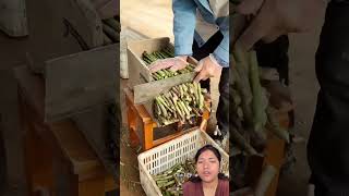 kurilo ko jaraa katne gajab ko tarika#trending #agriculture #farming #kurilo#jara#harvest #cut#