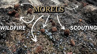 Morel Mushrooms Growing in a Recent Wildfire | Keno City Silver Museum
