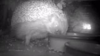 #hedgehog back again 1:32am 170816