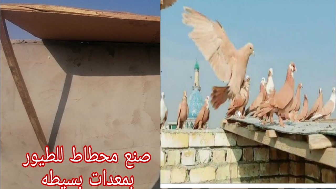 صنع محطاط للطيور بمعدات بسيطه 🤯🤯