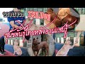 ชมทายาท​ สุนัขไทยหลังอาน แสนรู้  (Thai Ridgeback Dog)
