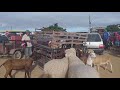 FEIRA DE OVELHAS - POSTO ALTO DA SERRA - PARANATAMA-PE