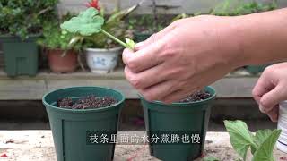 天竺葵扦插，操作“细节”别忽视，有超高成活率