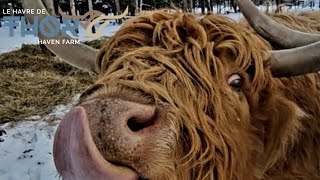 Highland Cows Live