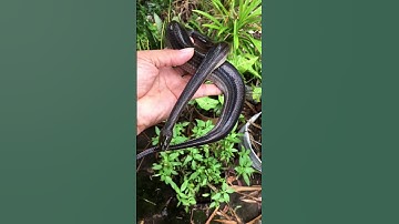 Loài rắn hiền nhất là đây #shorts