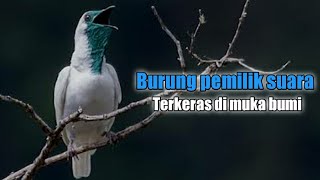 4 jenis burung suara terkeras lebih keras dari omelan mertua