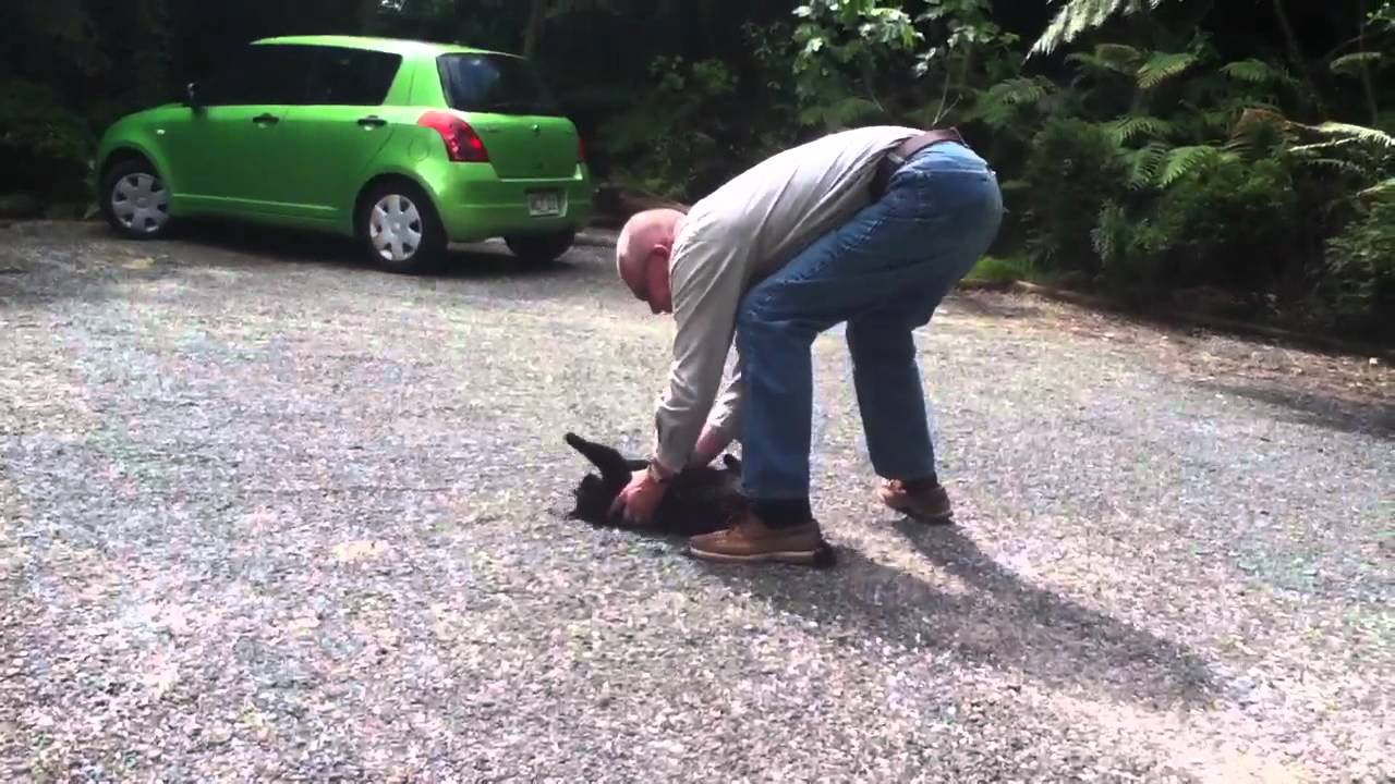 Cat Dragging YouTube