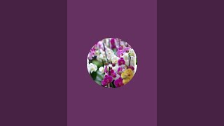 Download Lagu kebun singapur MP3