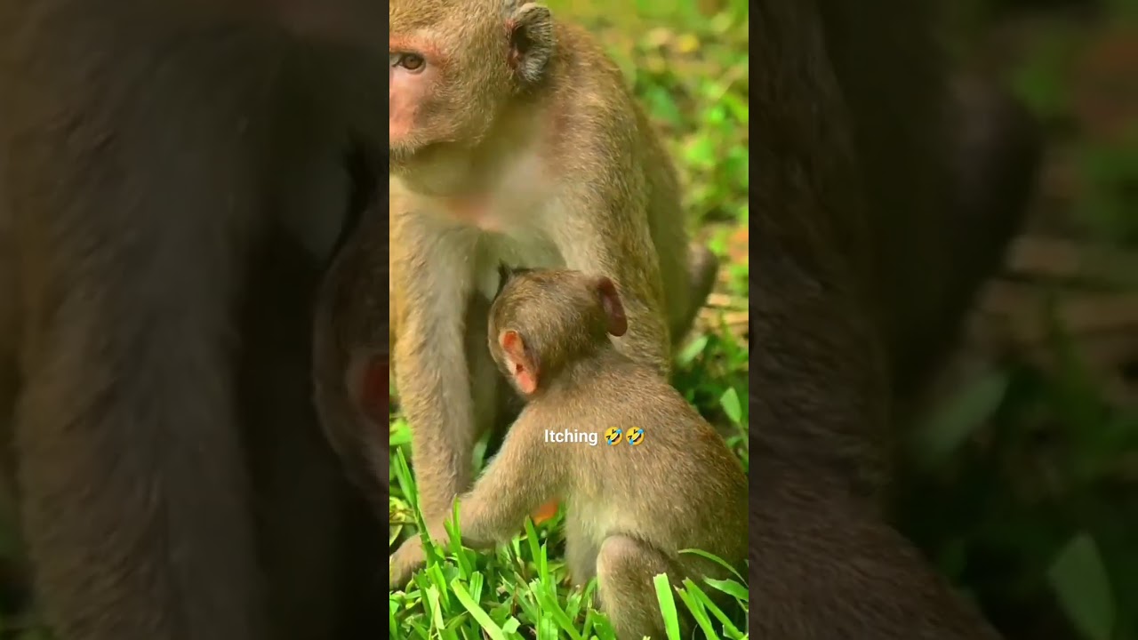 Itching 🤣🤣😁