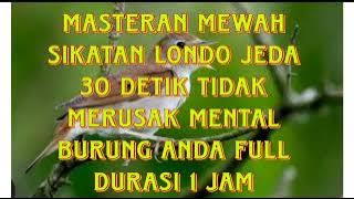 MASTERAN SIKATAN LONDO JEDA 30 DTIK #masteranburung #masteran #viral #sikatanlondo  #hobiburung