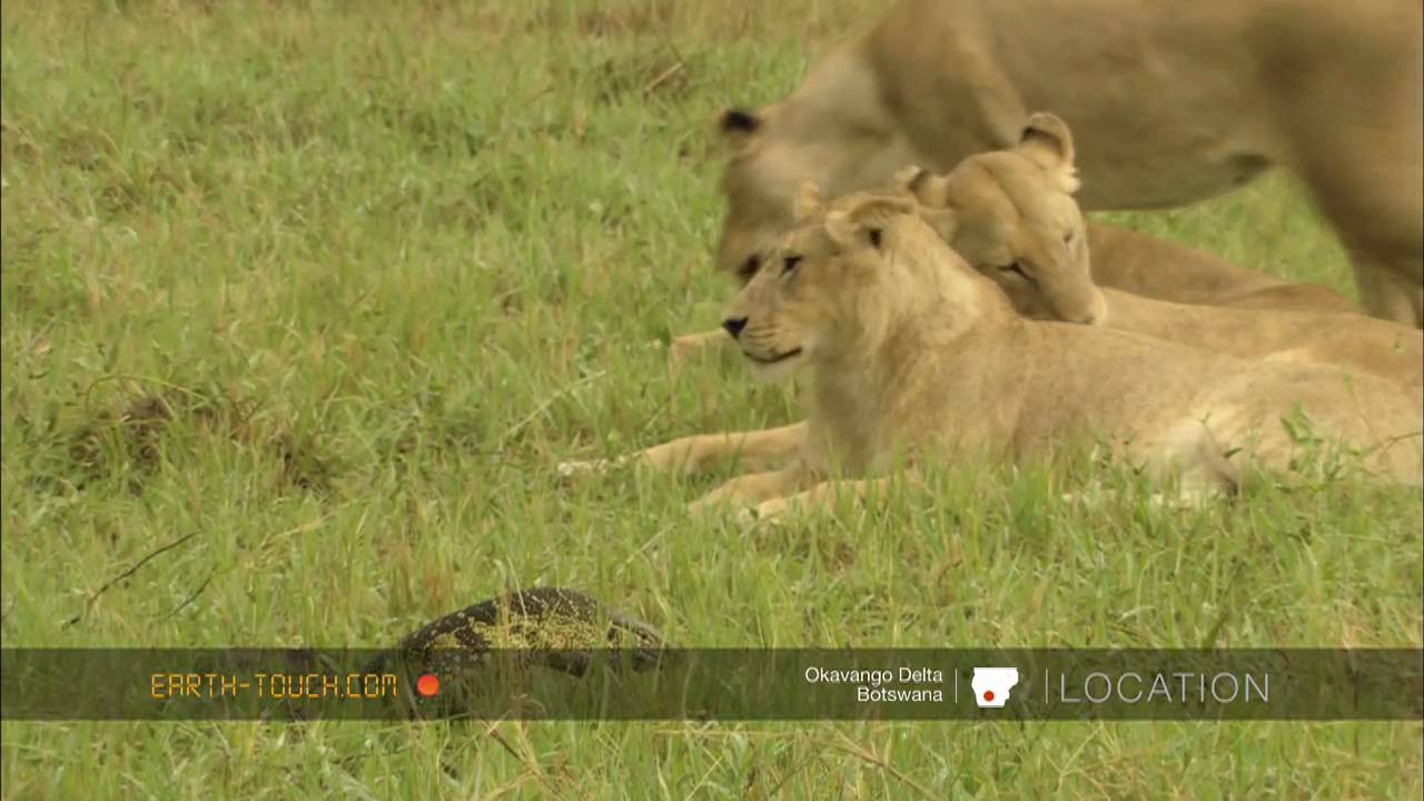Lion cubs VS monitor lizard YouTube