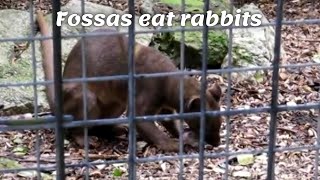 Fossas at Newquay Zoo. Fossas eat rabbits.