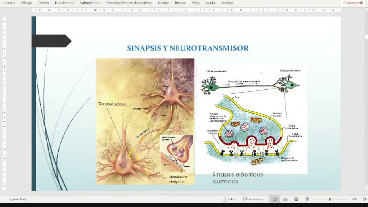 SN PERIFERICO, PLEXO CERVICAL, N INTERCOSTALES, MEDULA ESPINAL, CEREBELO,