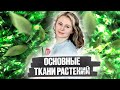 Основные ткани растений | Биология ЕГЭ