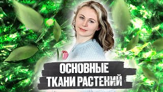 Основные ткани растений | Биология ЕГЭ