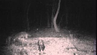 Coyote vs Skunk - from AncientOaksFoundation.org