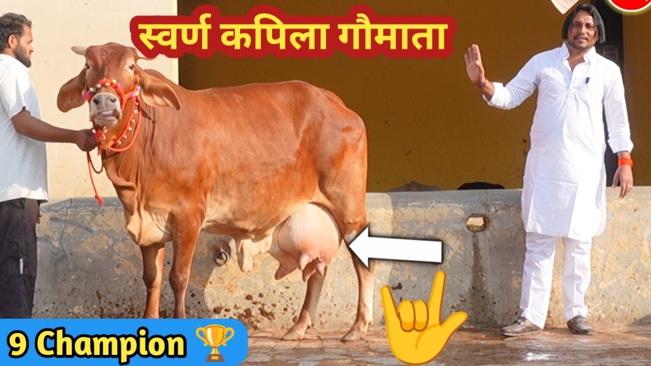 Big Size Full Size Udder 🌝 25 Liter Milk Cow 👉 Sahiwal Rathi Cross Breed Cow ✨ Kamdhenu Farm Talk 