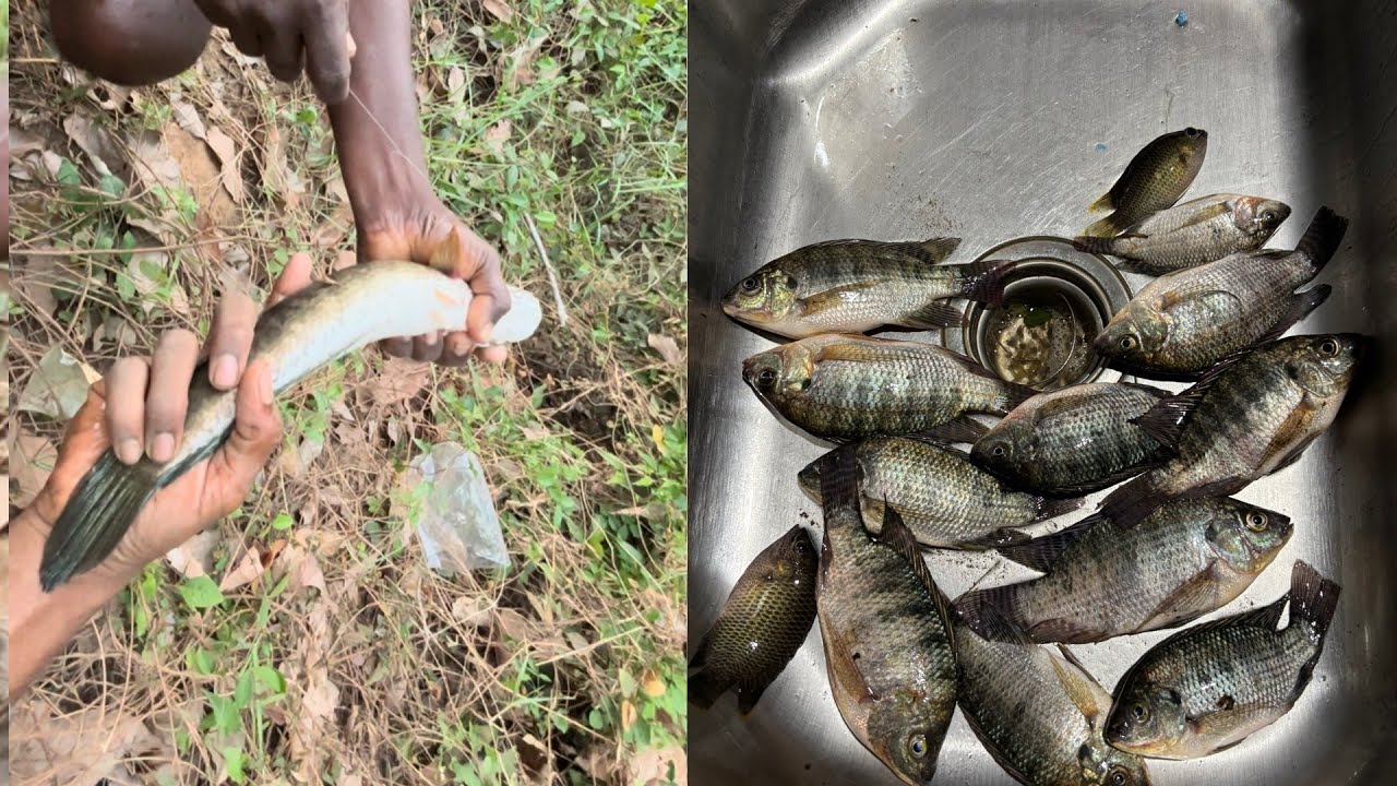 ഡാമിലെ മീൻ ￼വേട്ട 🐟🎣#MKDfishinghunting #fishingvideo #fish #fishing #fishingchannel #naanfishing #