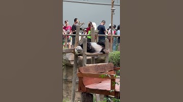 Sleeping Panda 🐼😴 #animals #panda #shorts