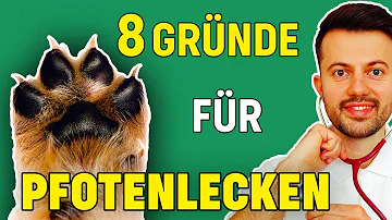 Was tun wenn der Hund seine Pfoten wund leckt?