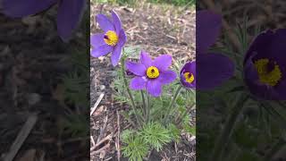 Early spring pasque flowers blooming  💜 #nature #flowersoftheworld
