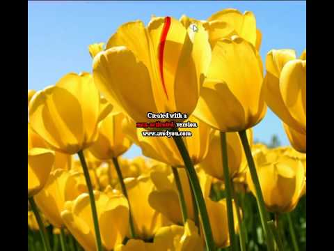 سامح الشيخ شعر