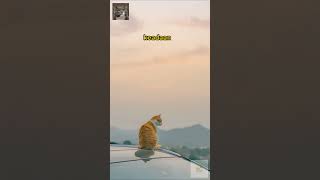 Download Lagu Andai kau bisa mengerti, betapa beratnya aku!!! MP3