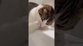 Cats vs Water 🤣🤣 #funnycats #catvideos #cutecats #catlover #pets #fyp #cat #cats #catsofig #catsof