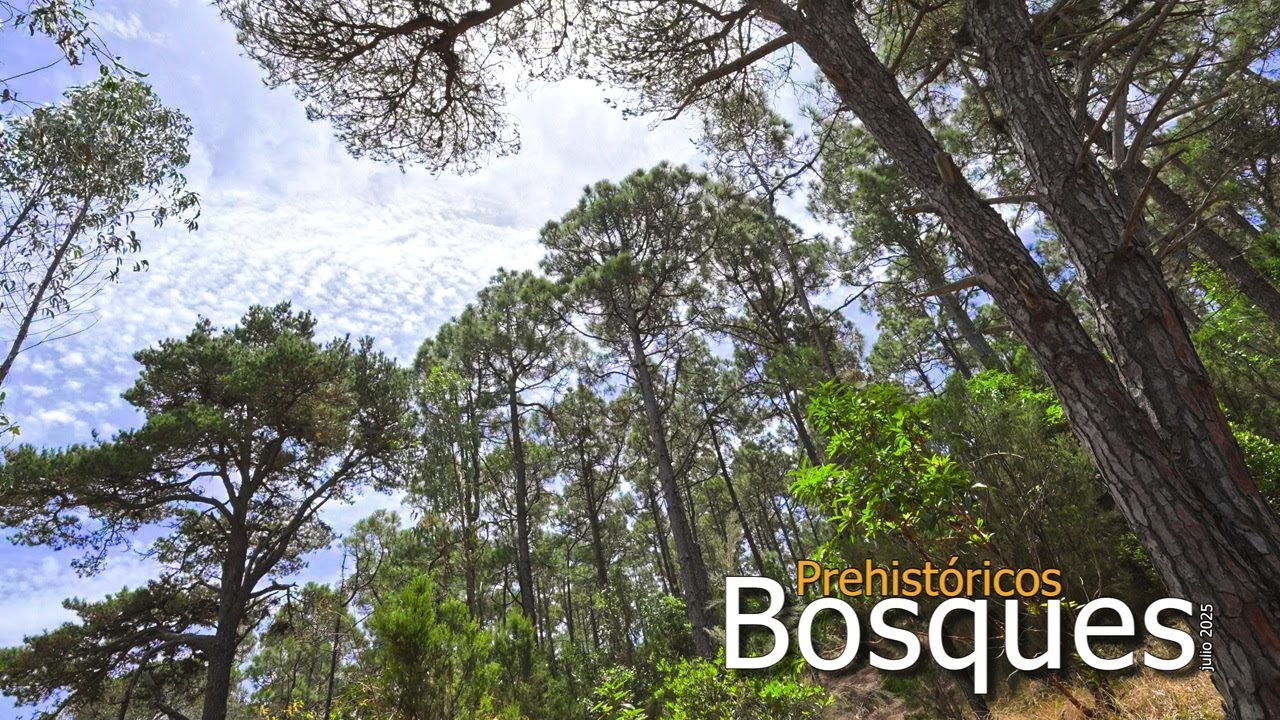 🌲🌳BOSQUES PREHISTÓRICOS🌳🌲 (julio 2025)