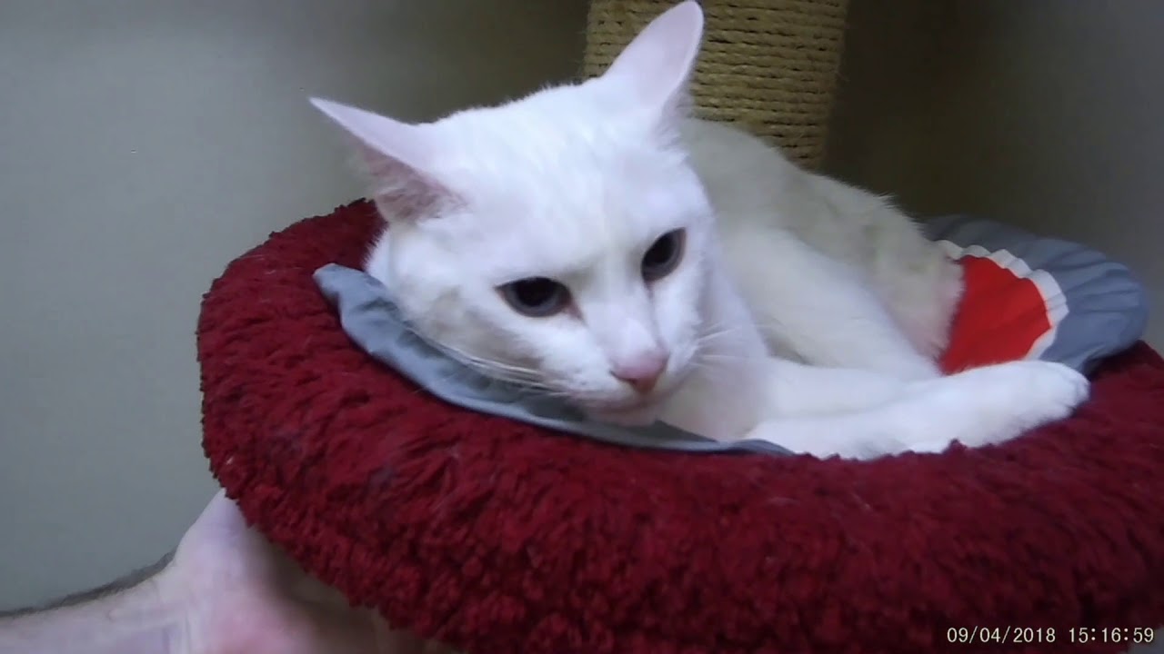 Столица кошек. Кошки Эрмитажа! Санкт-Петербург. 2018