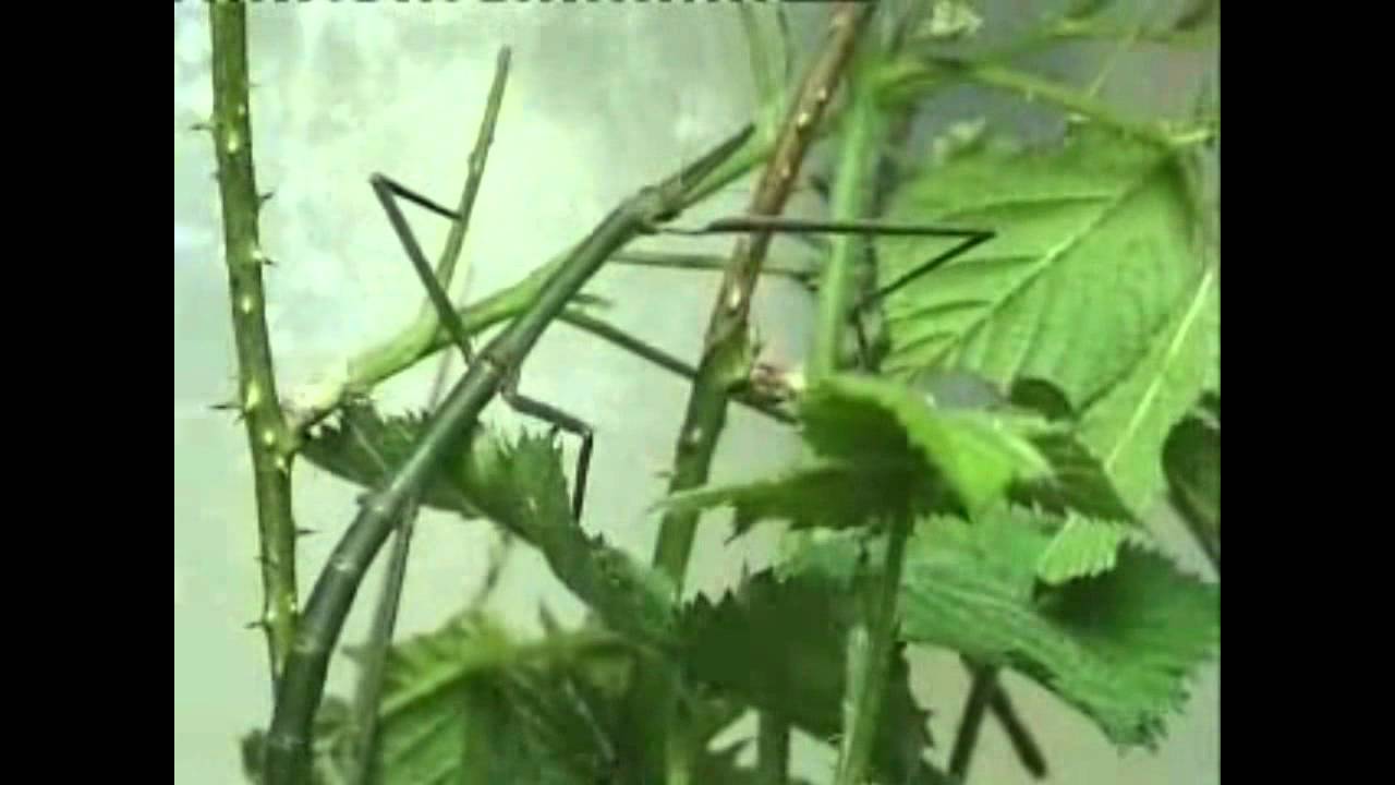 The Fine-Tuning Argument