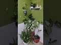 how to decorate washing aera with plants