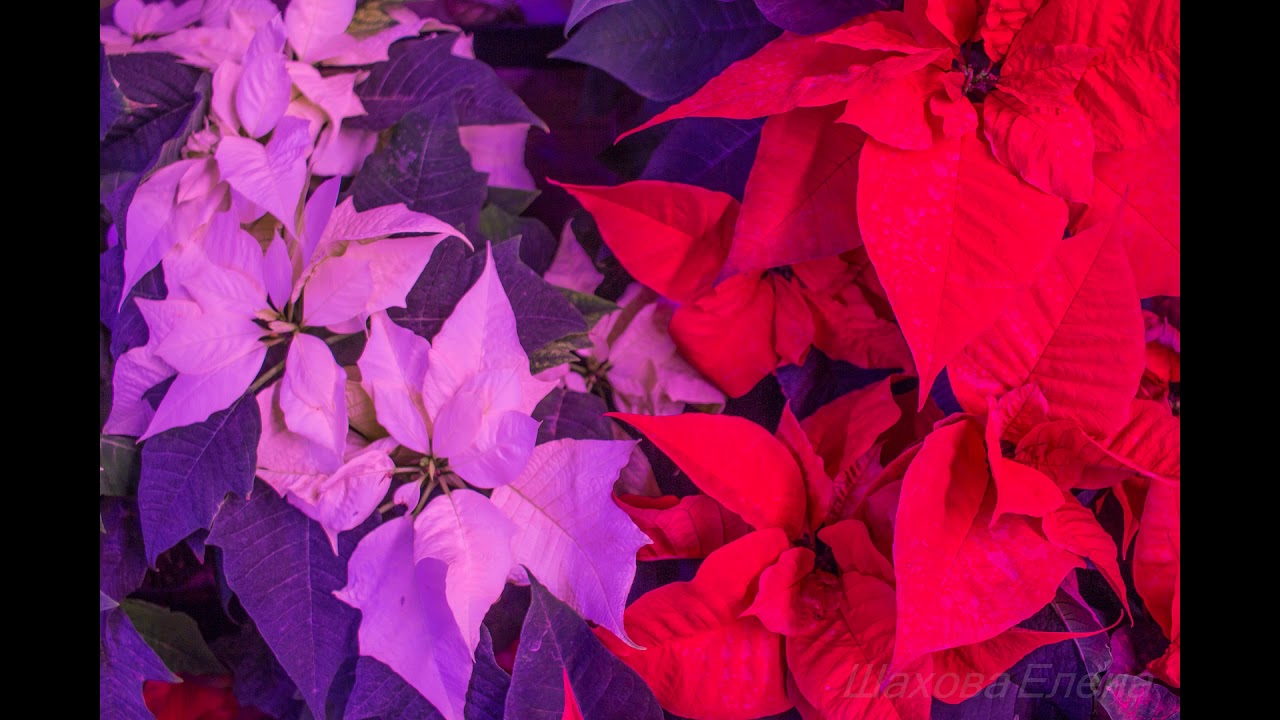 Poinsettia pulcherrima