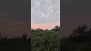 Download Lagu 😯😯😯😯 #wildanimals #wildlife #animalshorts #animals#wild#wird MP3