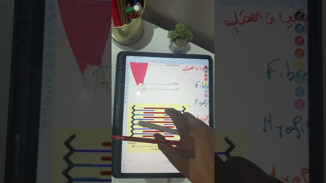 العضلة muscle bac 2026 ✨