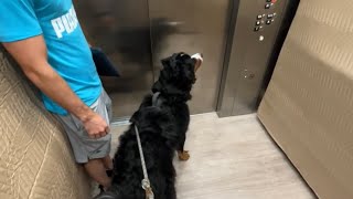 Bernese Mountain Dog Rides Elevator For The First Time/ Baby Eats Table by Benny Berner  14,738 views 1 year ago 3 minutes, 29 seconds