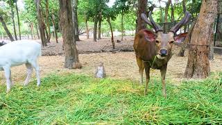 monkey eat grass with deer - action animals