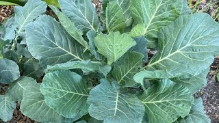 Sabz Haakh Green Collards Kashmiri Saag Chat E Haakh Xhati Haakh
