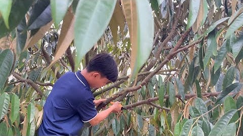 Có nên cắt tỉa cành bơi Hay gọi là trèo lá trên cành nhánh sầu riêng hay không ???