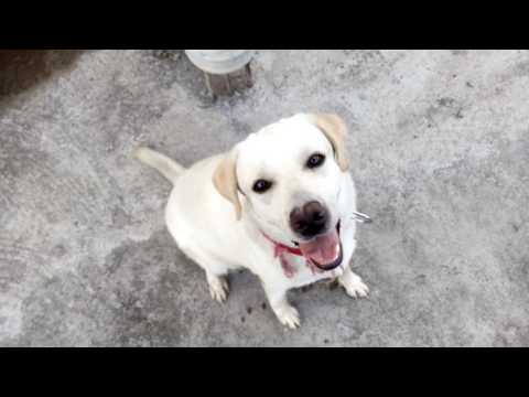 dog-training-in-telugu---recall
