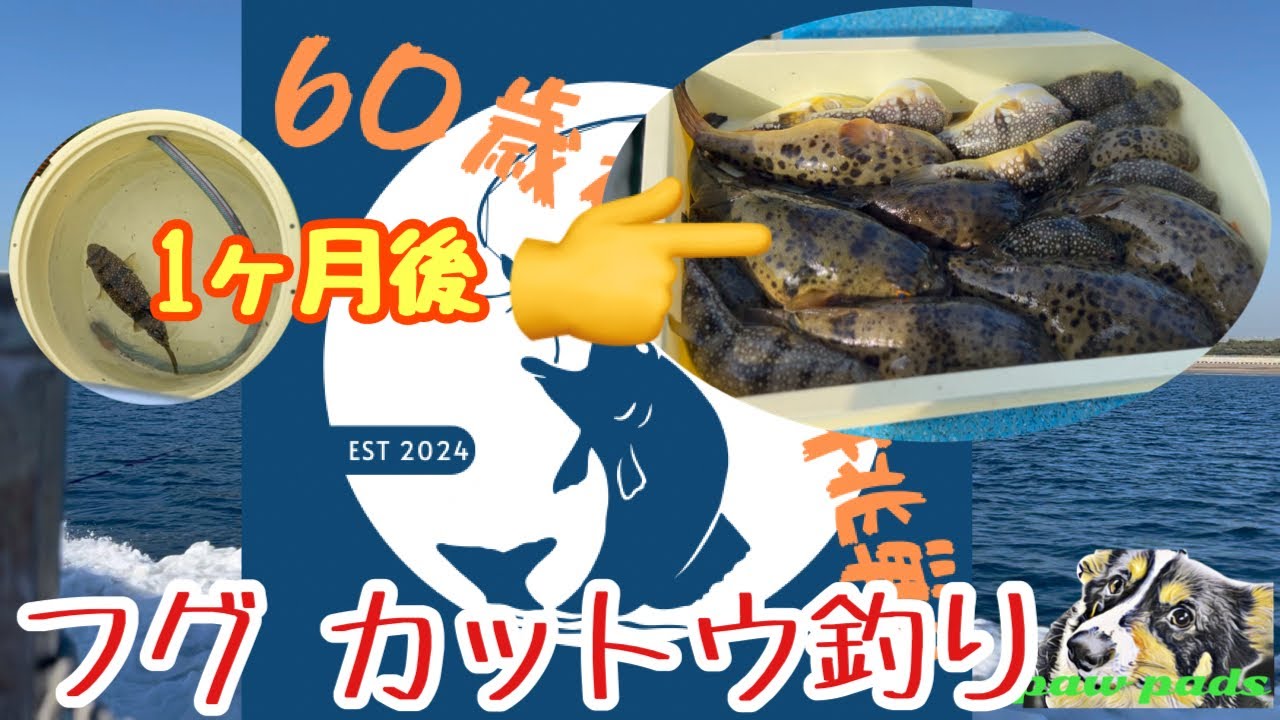 🔰フグ カットウ釣り　釣果 1匹から船中2位になるまでの1ヶ月記録　還暦オヤジの挑戦シリーズ