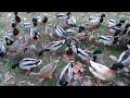 Duckberg ! The Sacred Land of the Ducks !