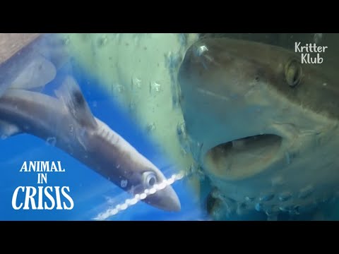 Video: Cá viviparous. Cá mập xanh. Cramp-cá