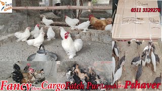 Fancy Hens Chikes For Sale Pet Lover || Cargo Fateh Pur (Layyah) To Peshawer Information
