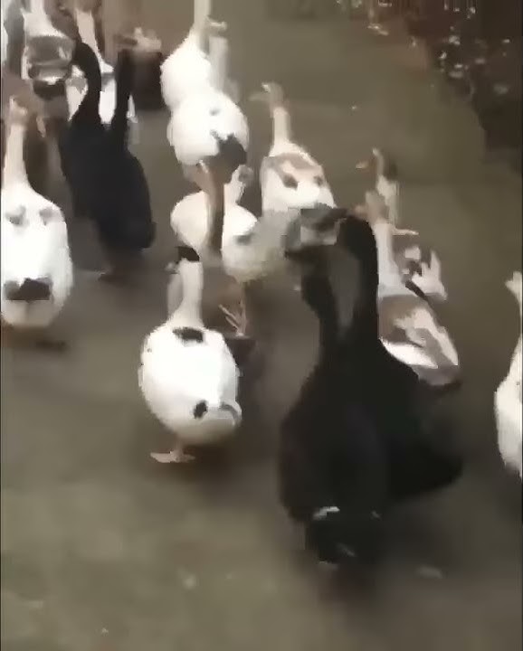 Status WA bebek mabok